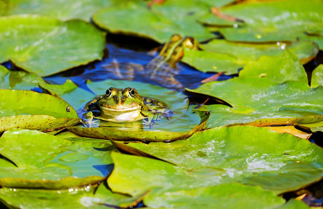 Benefits of Water Immersion in Meditation