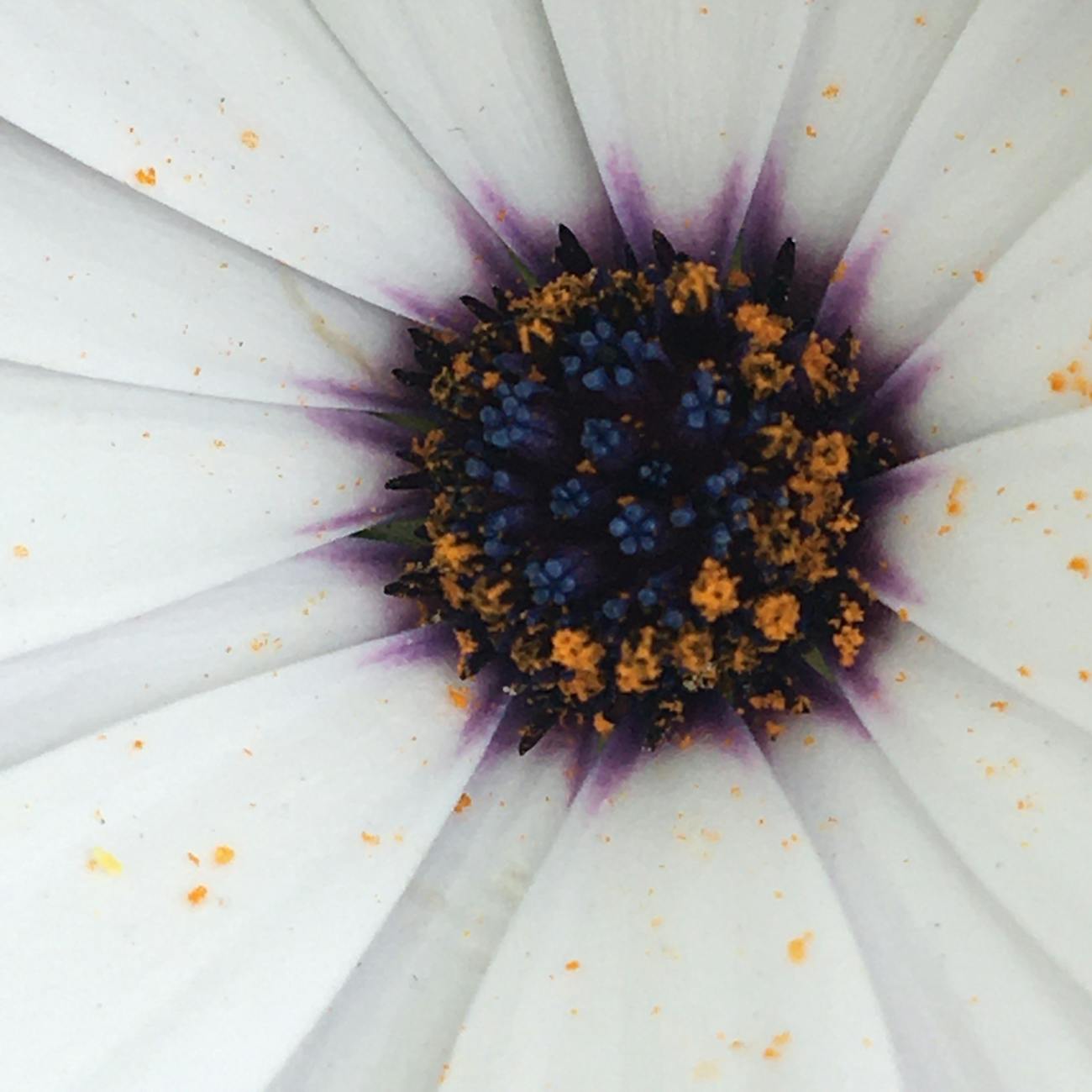 Palynological Sampling and Preparation Techniques