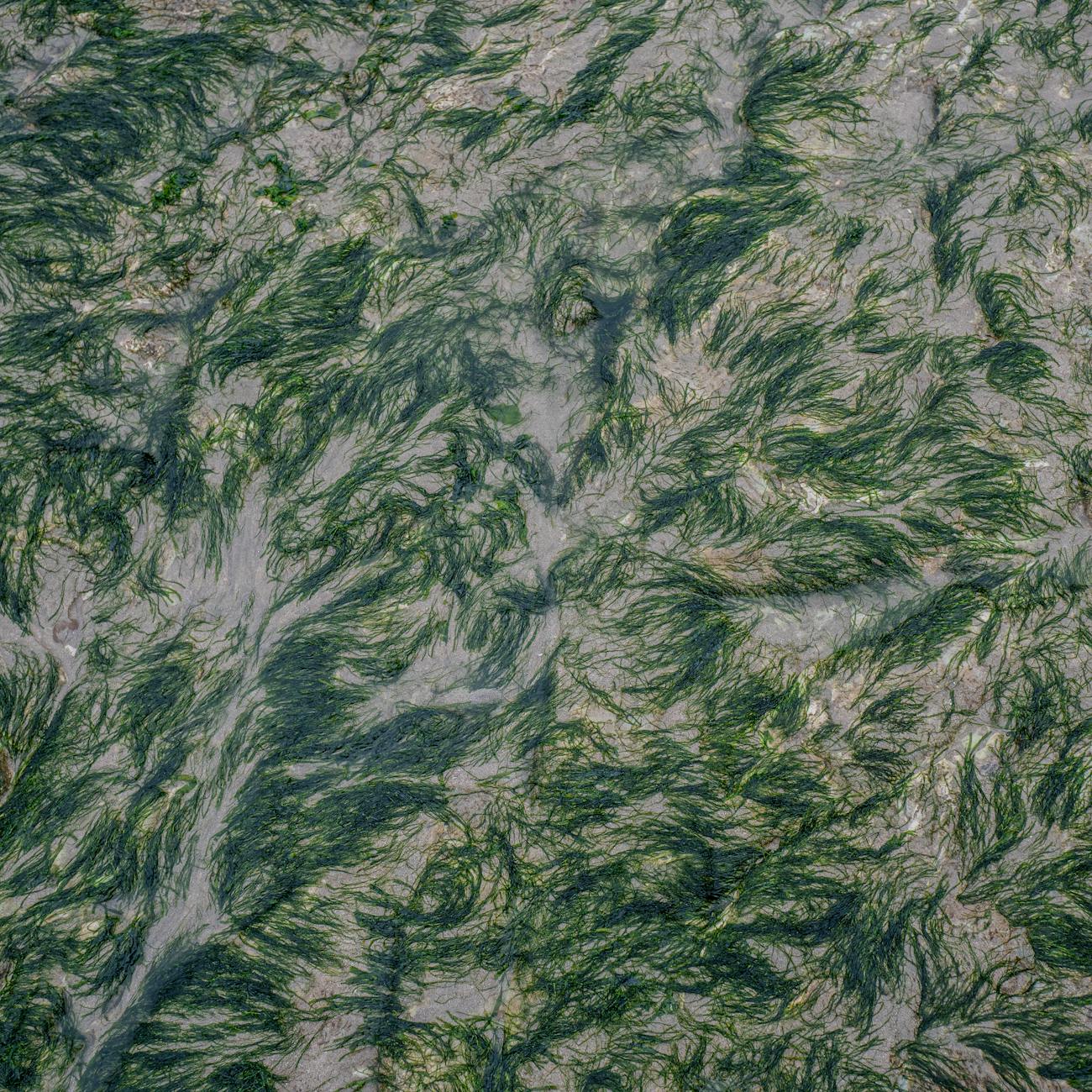 Toxicology of Aquatic Organisms