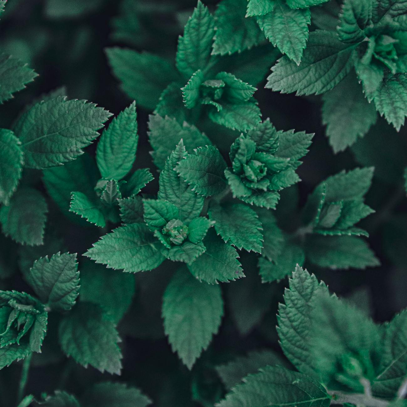 Herbal Medicine for Psoriasis