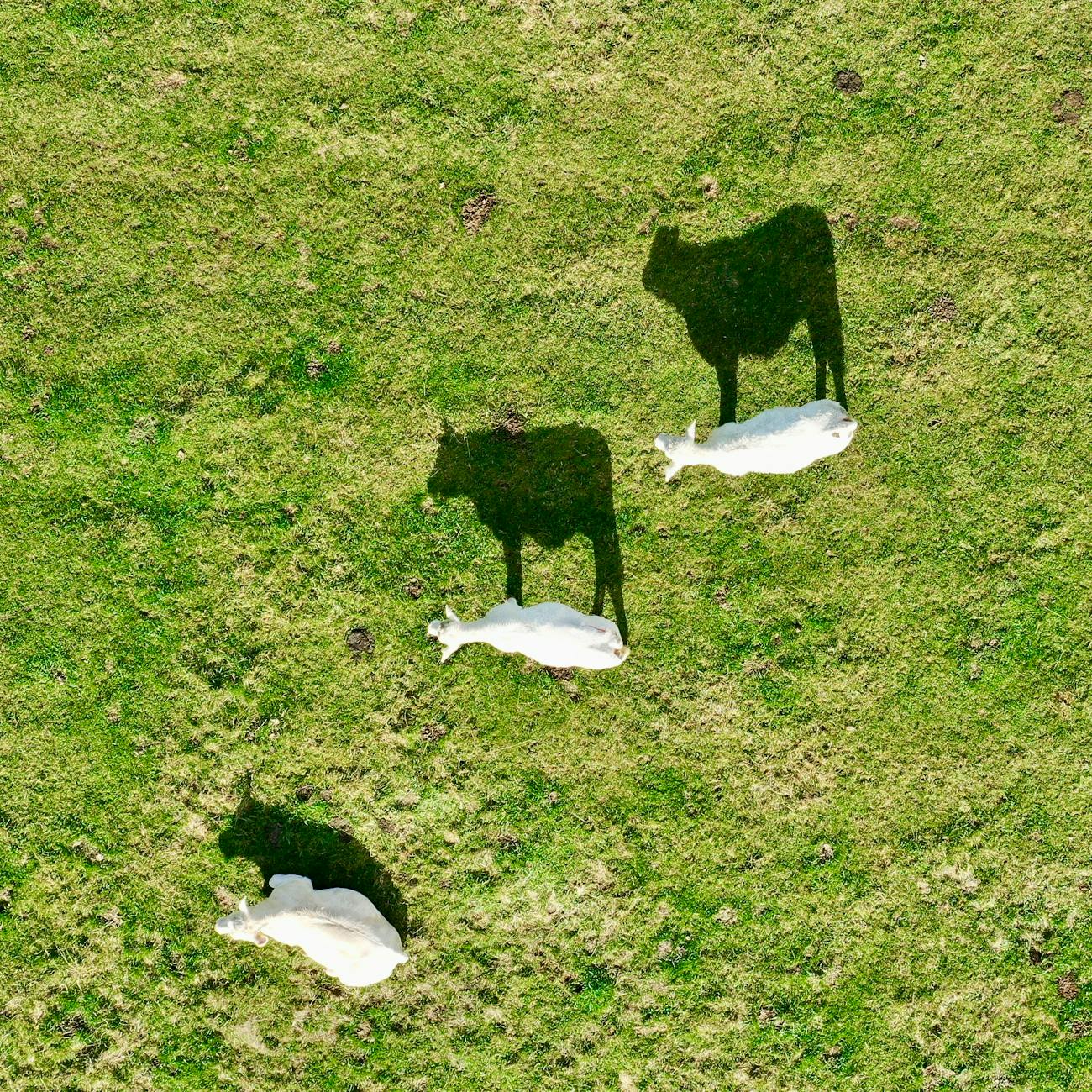 Ethical Decision Making in Agribusiness