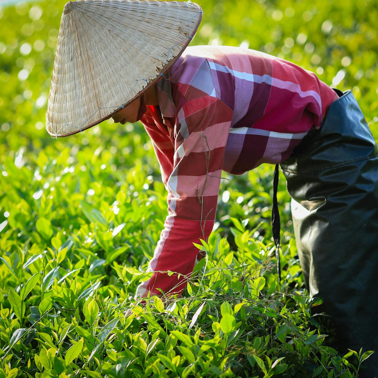 Communications and Stakeholder Engagement in Agriculture