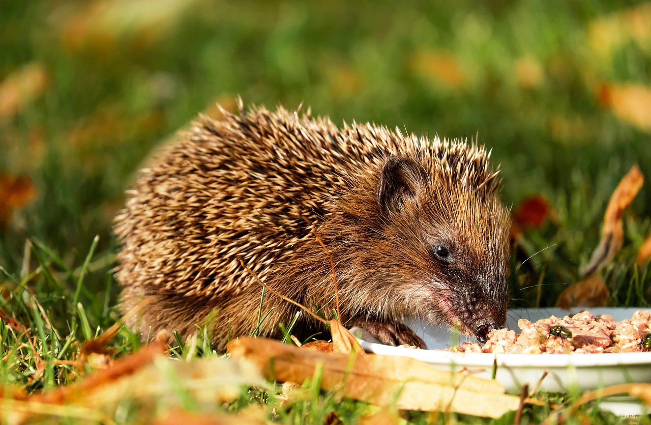 Discovering Satisfaction in Eating