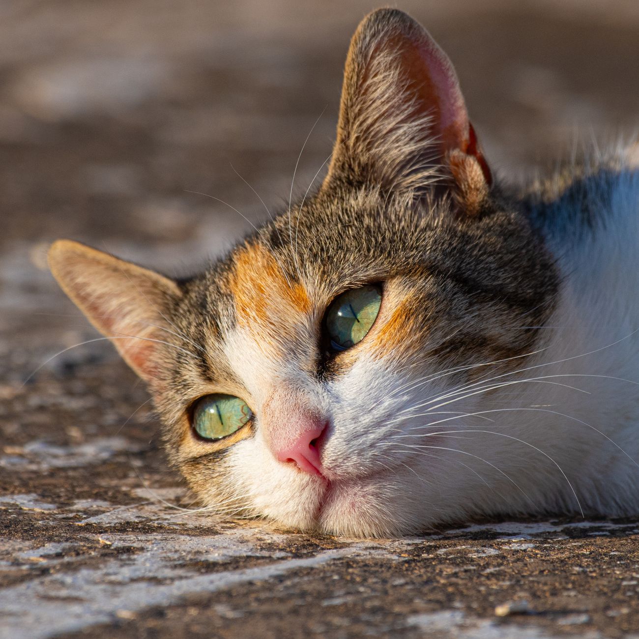 Drug Information Resources in Veterinary Pharmacy