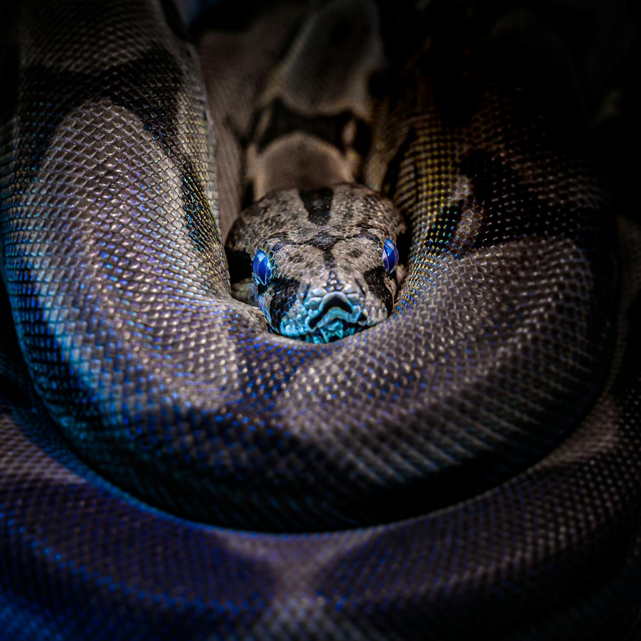 Snakebite First Aid