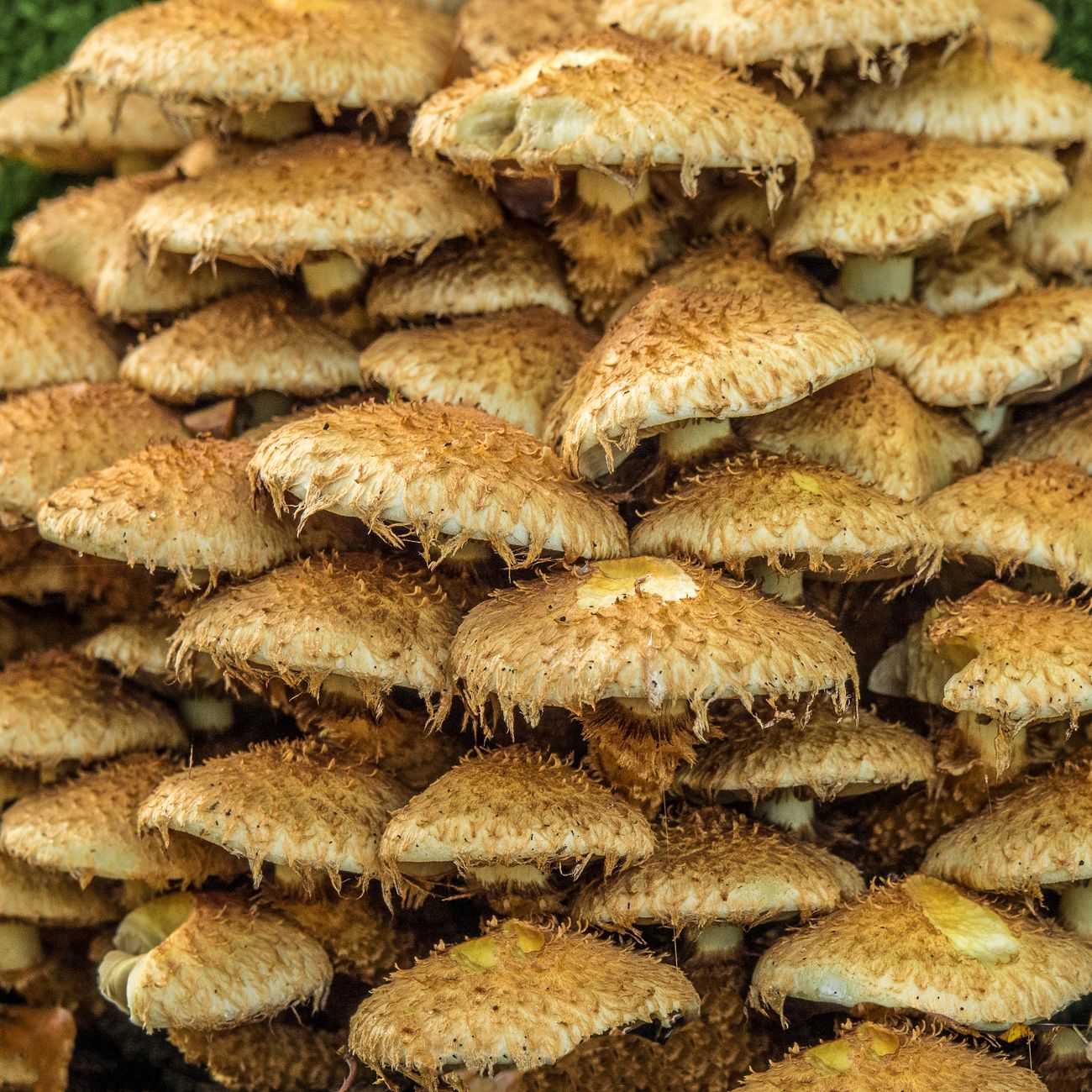 Fungi Cultivation Techniques