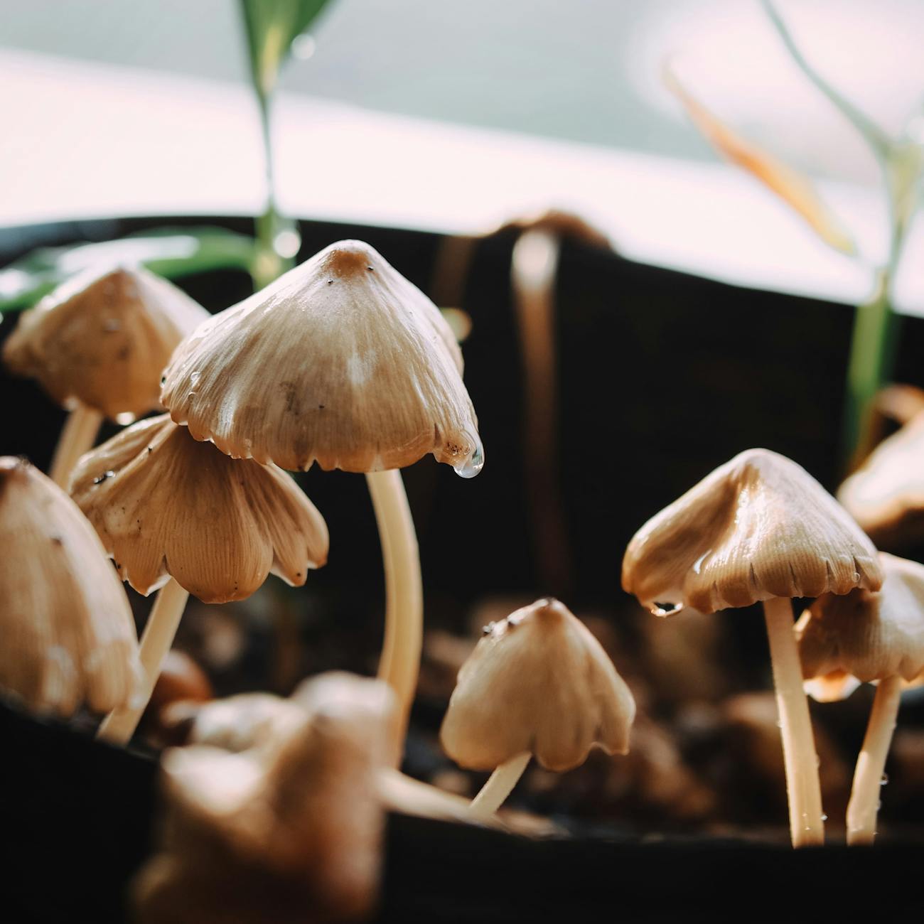 Fungi Processing and Preservation