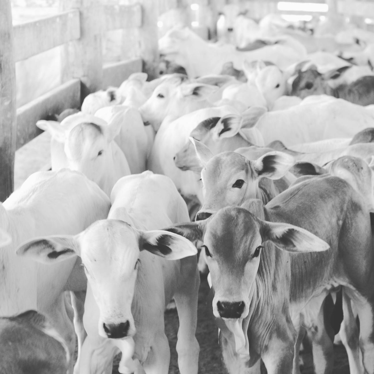 Computer Vision Applications in Animal Health
