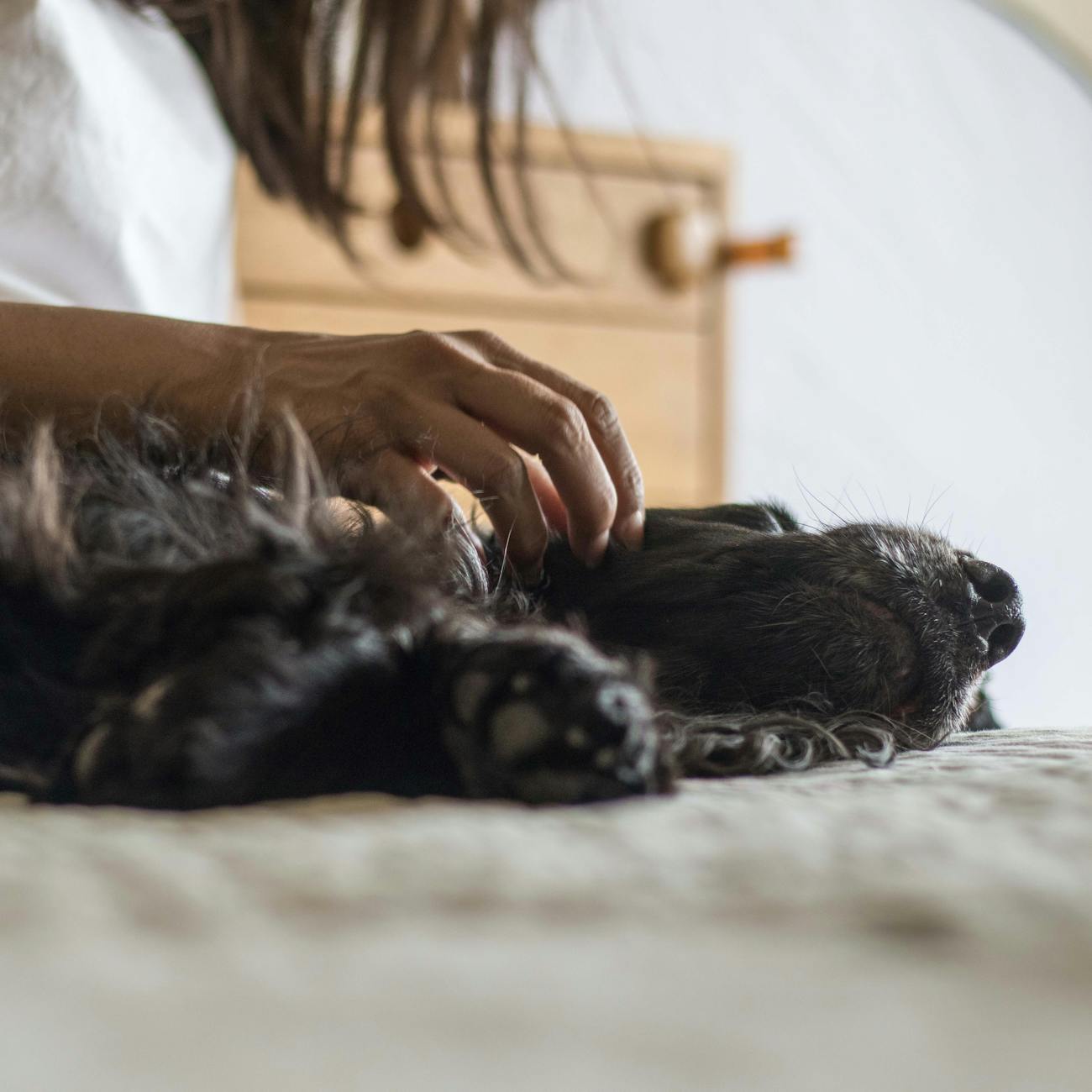 Ethical Considerations in Animal Assisted Therapy