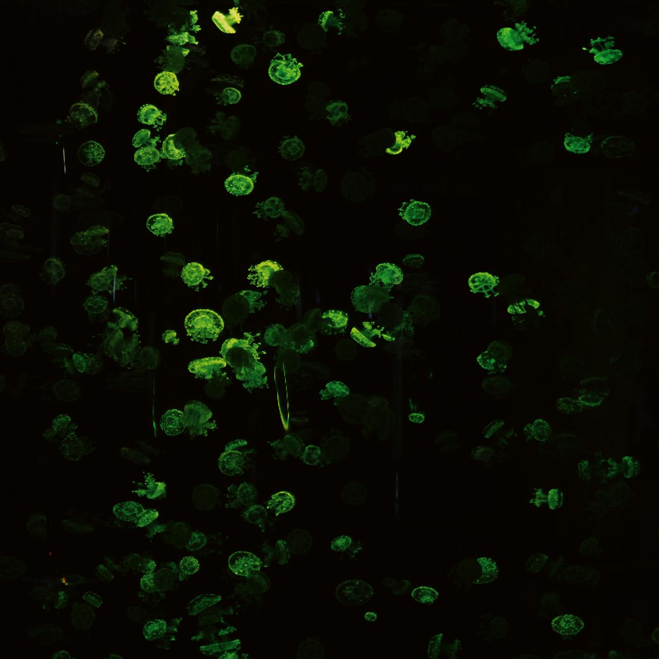 Deep Learning Techniques in Biotechnology