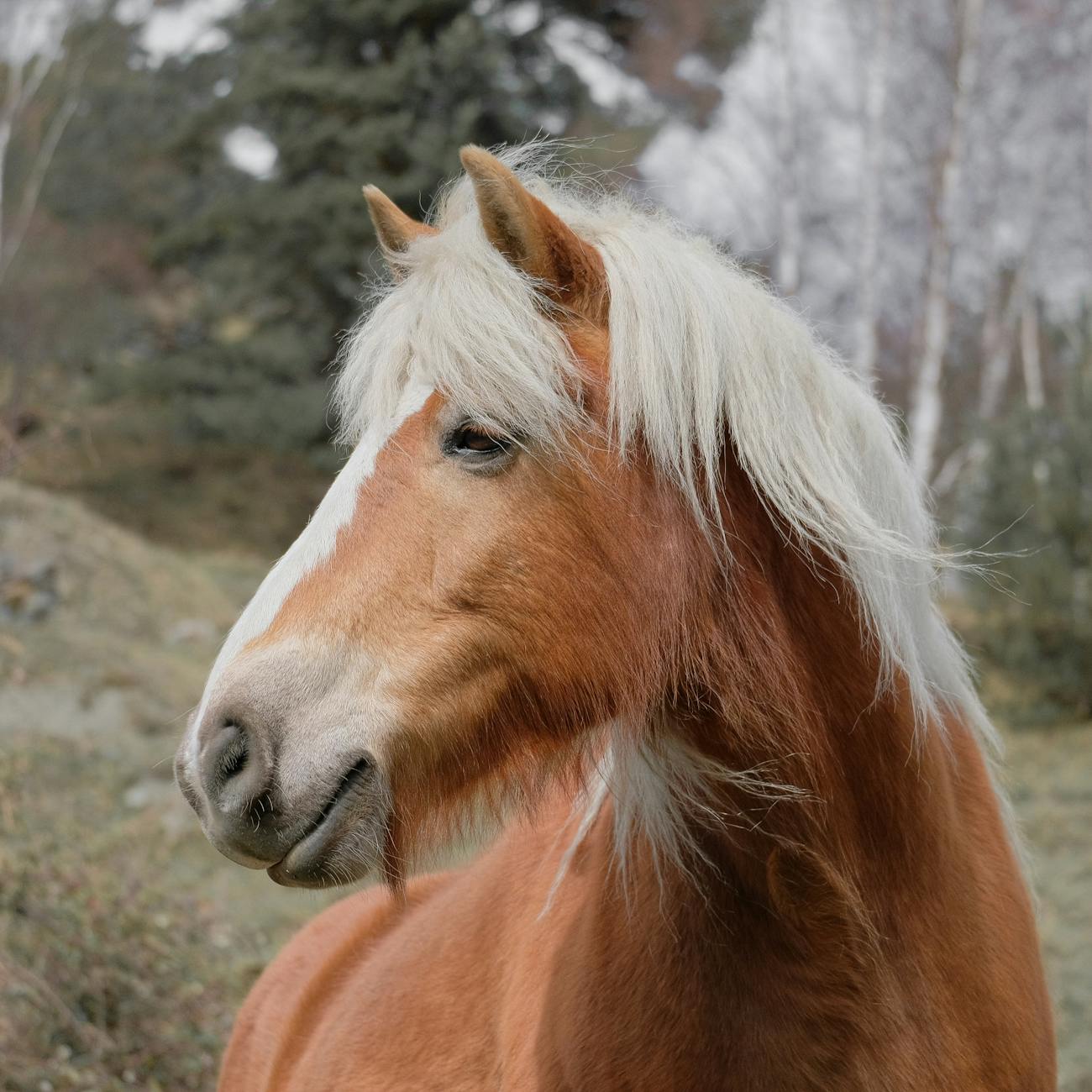 Equine Biomechanics and Gait Analysis