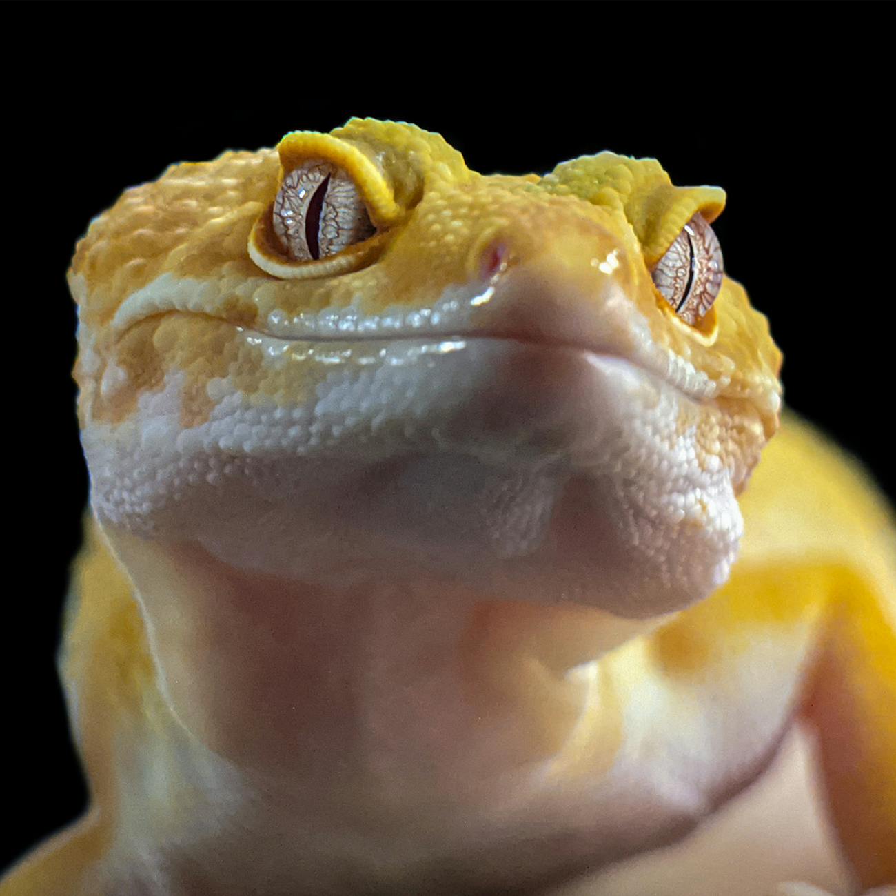 Exotic Animal Physical Therapy Modalities