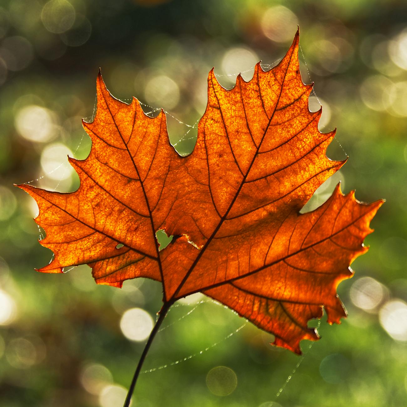 The Cardiovascular System in Functional Medicine