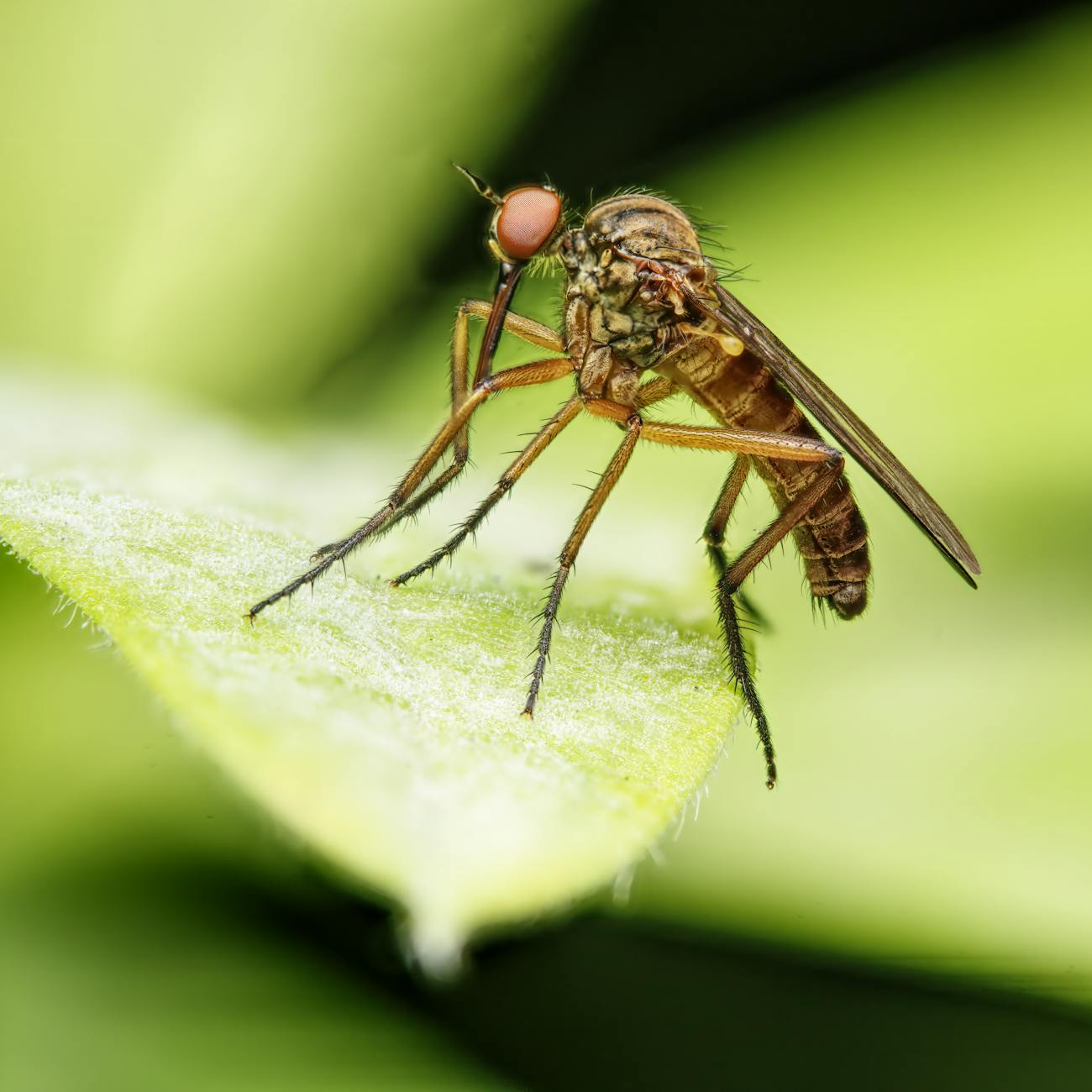 Biosecurity Measures in Notifiable Diseases Reporting