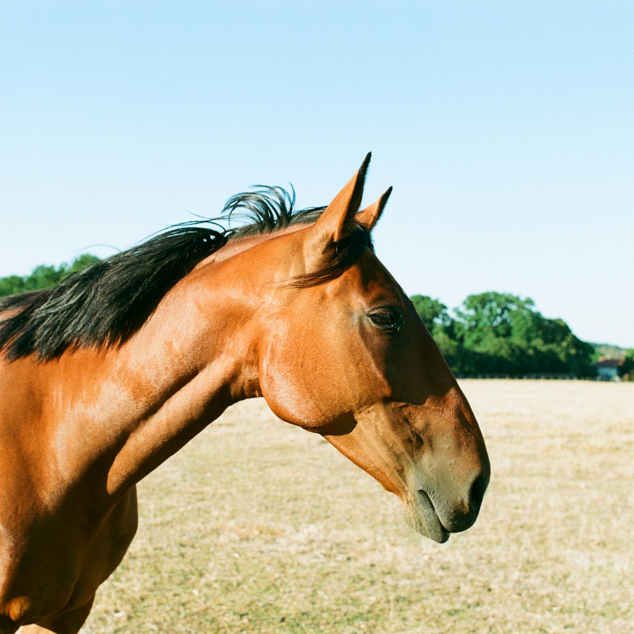Equine-Assisted Mindfulness Practices