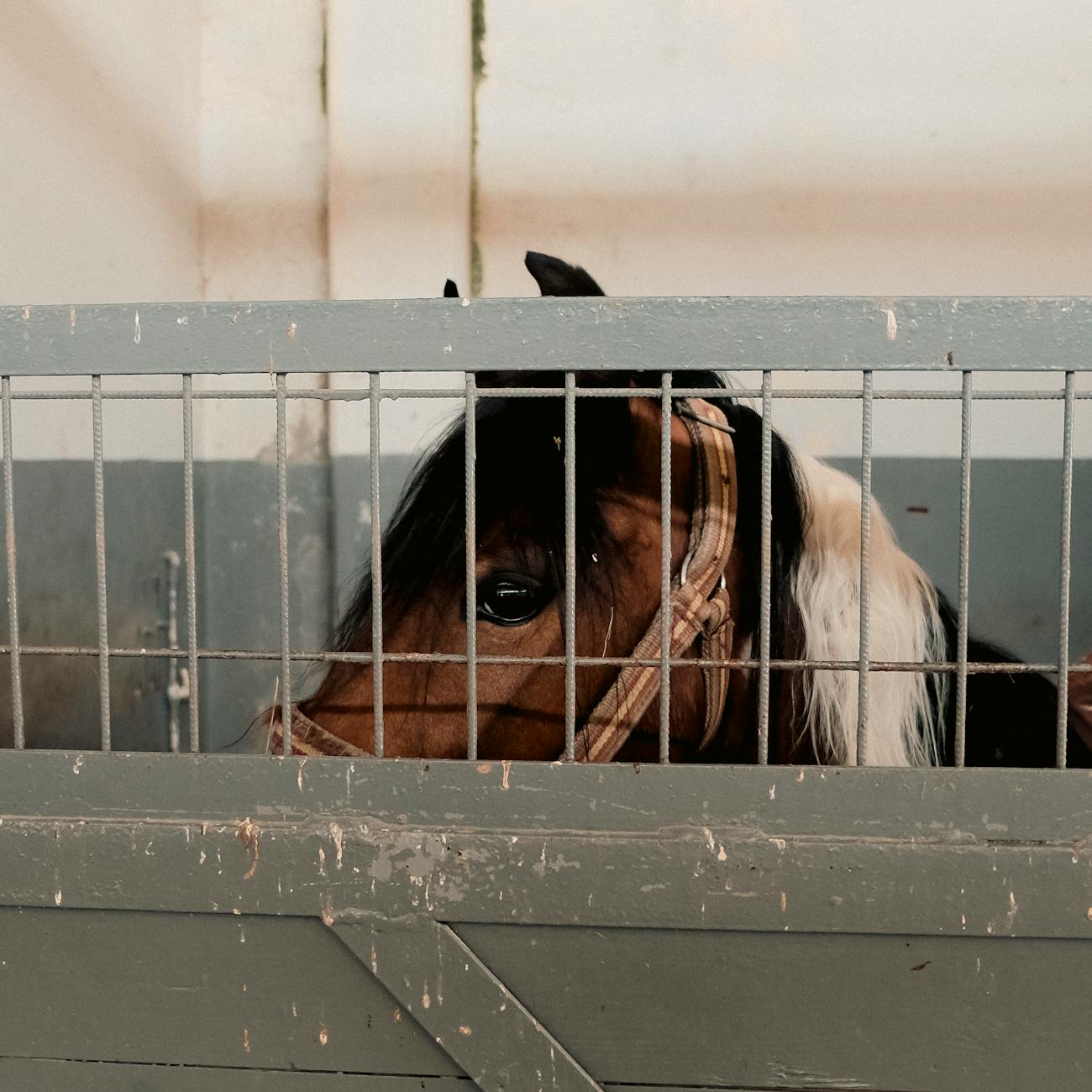 Assessment and Evaluation in Equine Therapy