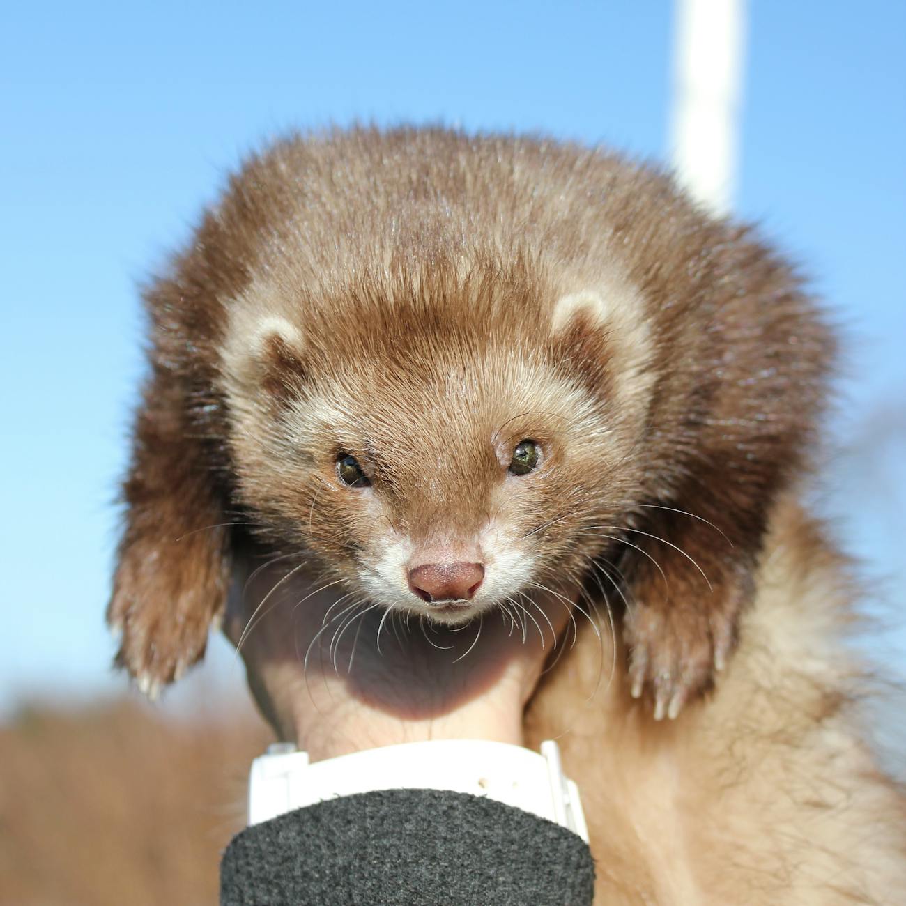 Legislation and Ethics in Exotic Pet Care