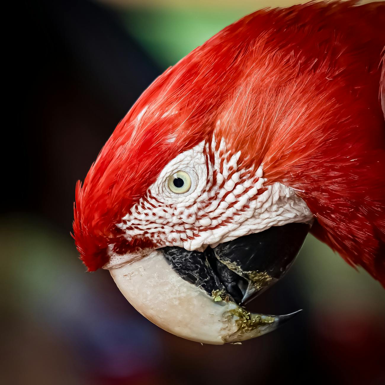 Vitamins and Minerals for Parrots