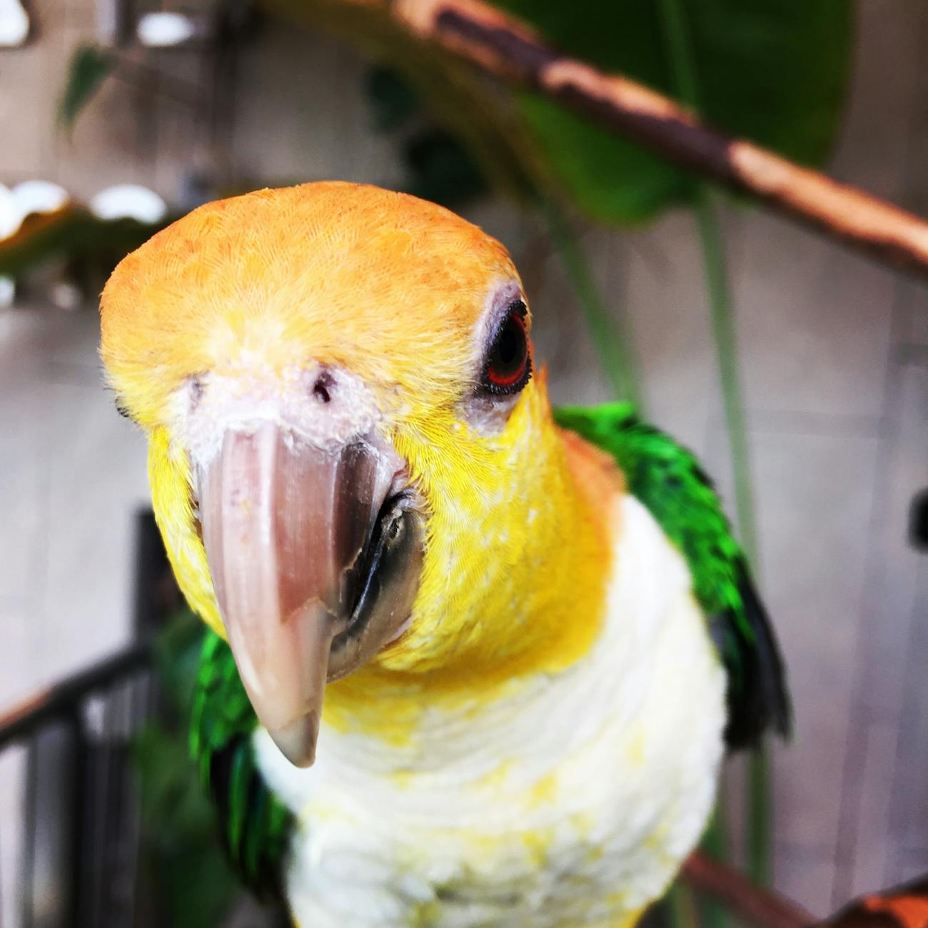Common Nutritional Deficiencies in Parrots