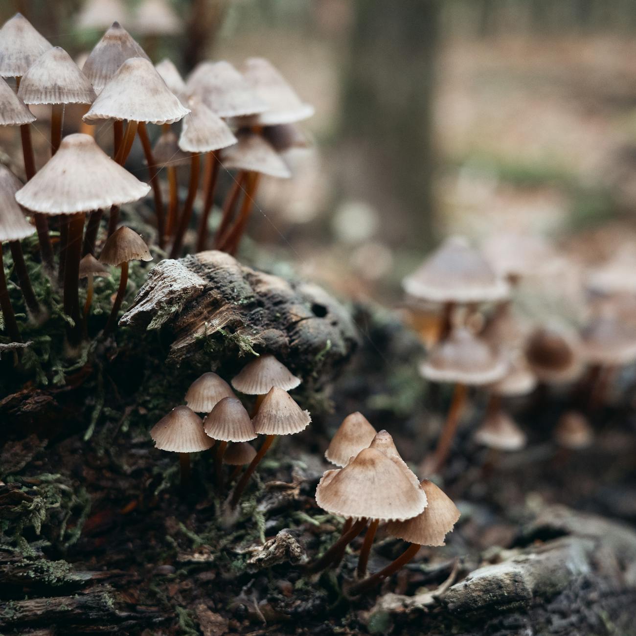 Clinical Considerations in Psychedelic Therapy