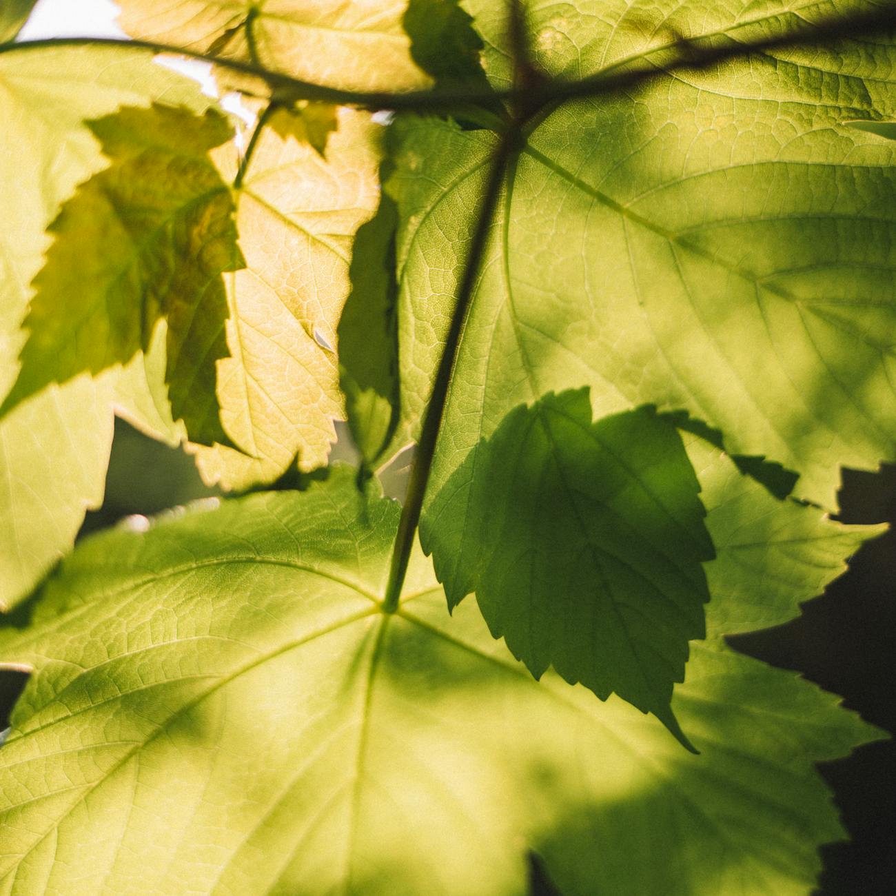 Integrative Approaches to Chronic Disease Management