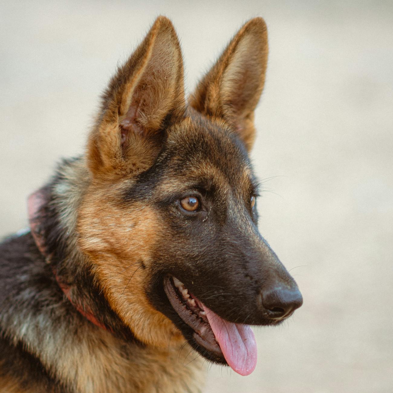 Canine First Aid and CPR