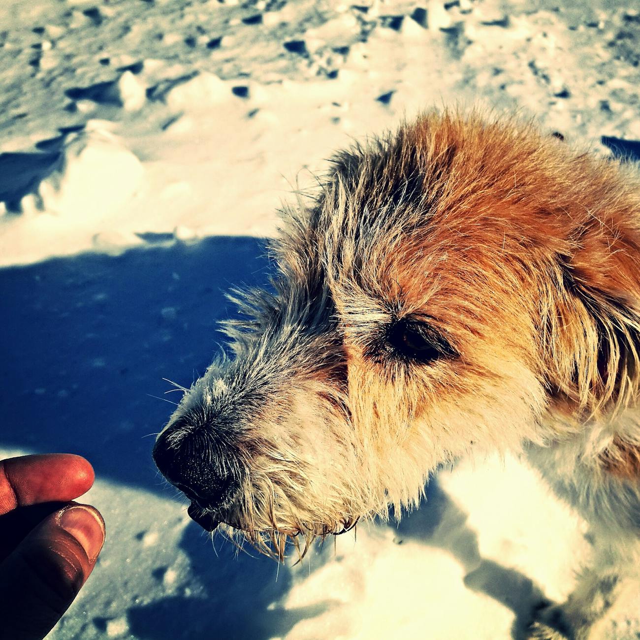 Canine Nutrition and Diet