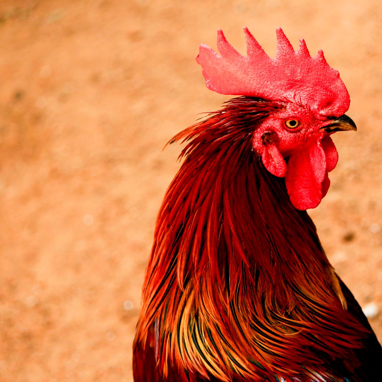 Poultry