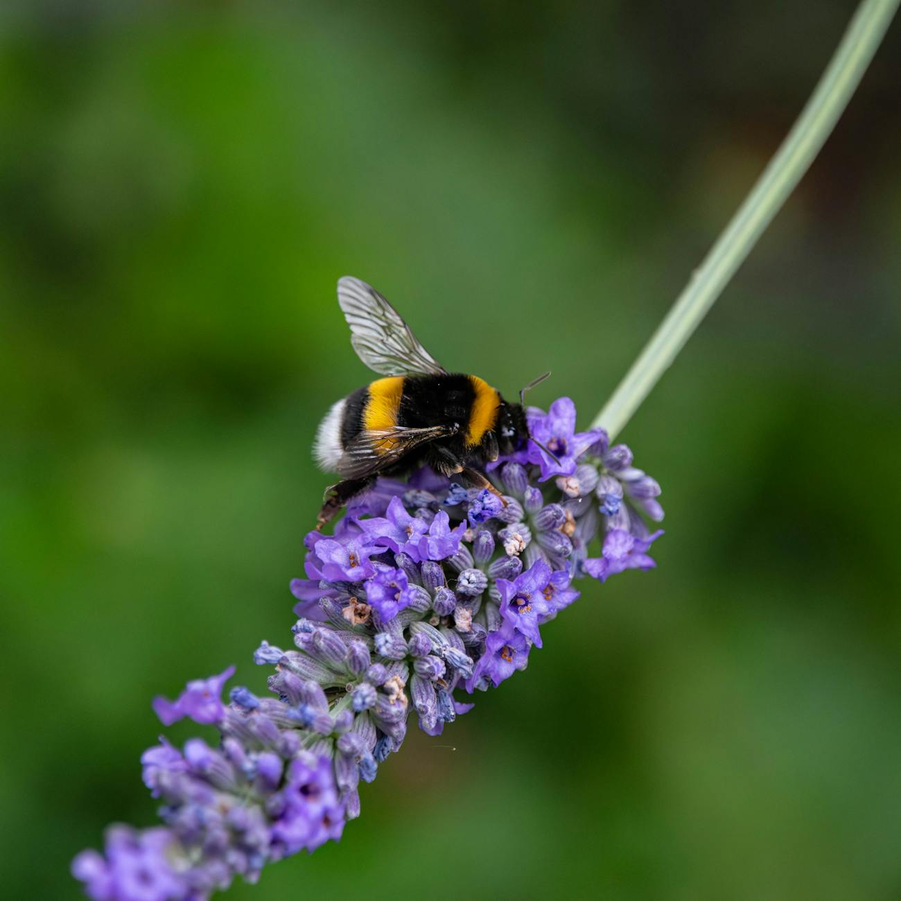 Creating Wildlife Habitats in Sensory Gardens