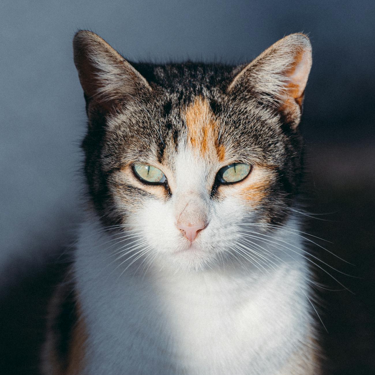 Quality Assurance in CAT Tools