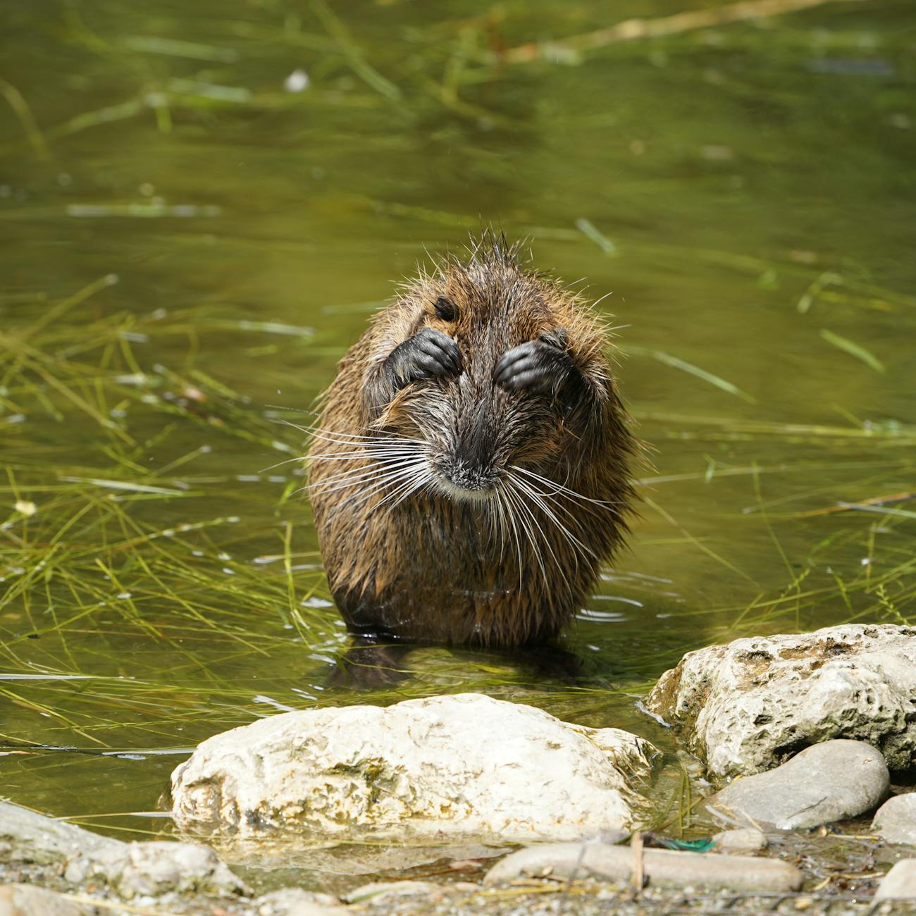 Aquatic Habitat Restoration and Conservation