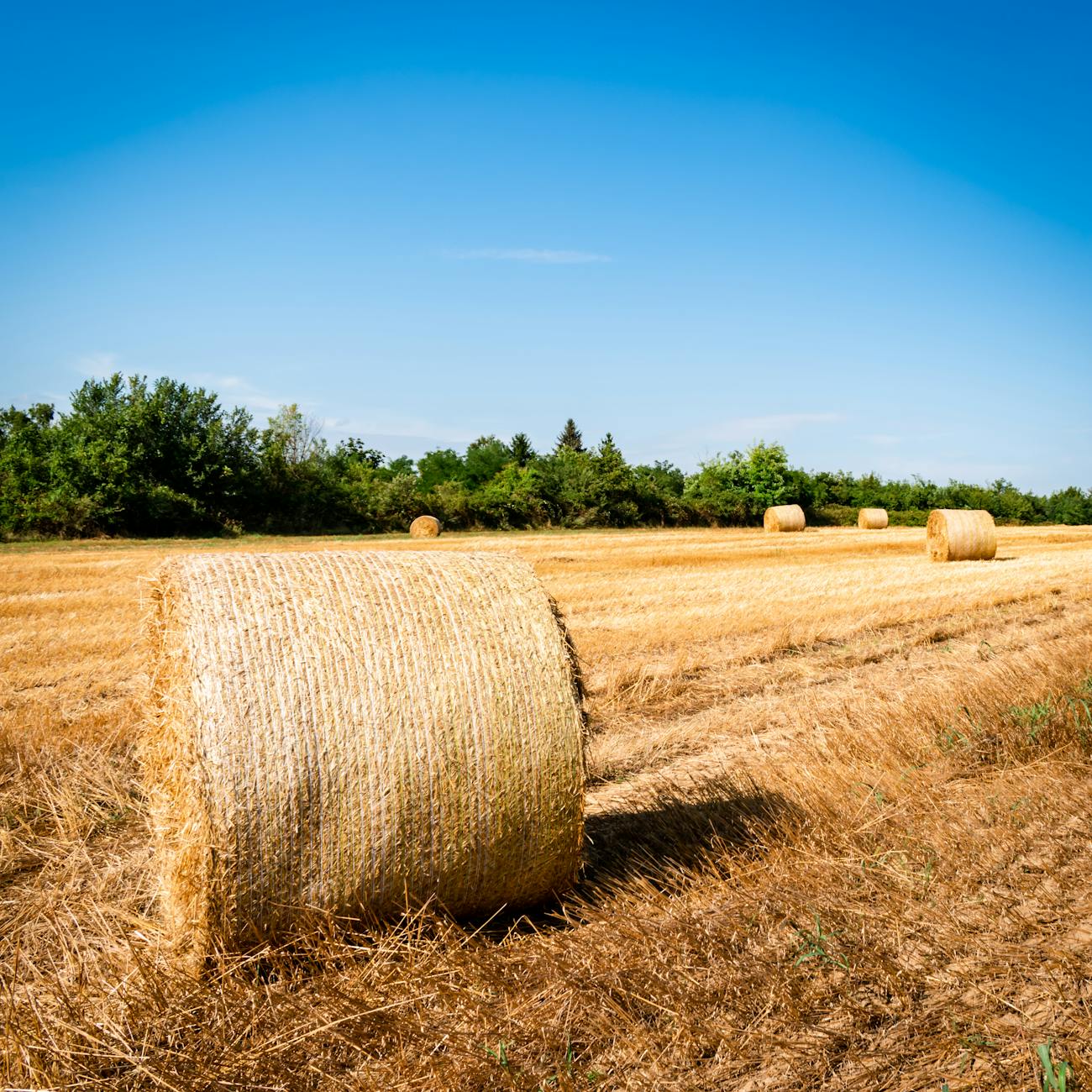 Land Tenure and Agricultural Leases (United Kingdom)