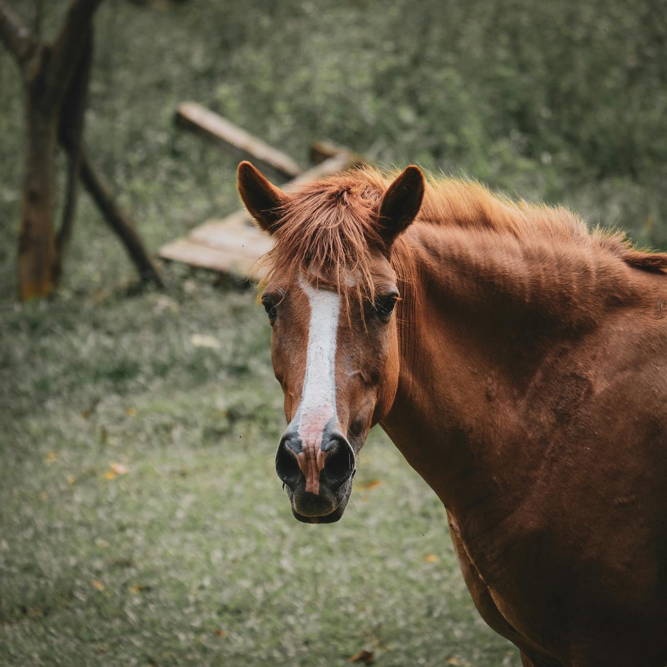 Resistance and Resilience in Equine Parasites