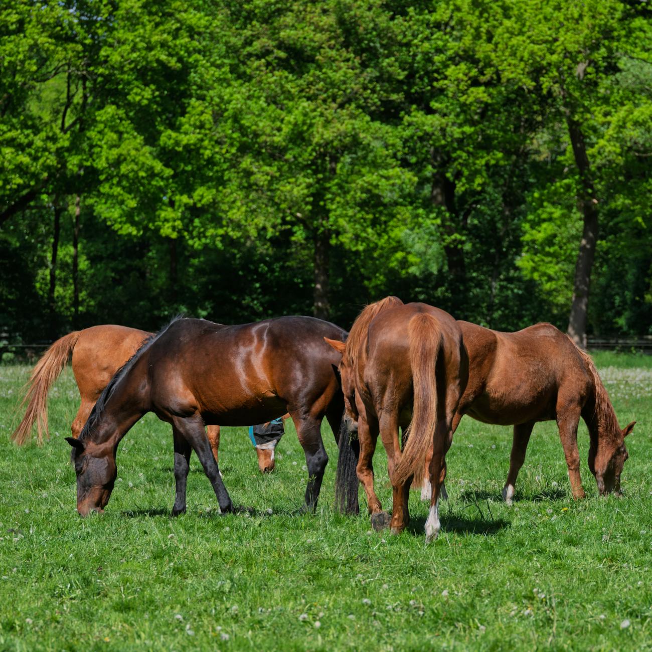 Equine Parasite Control Strategies