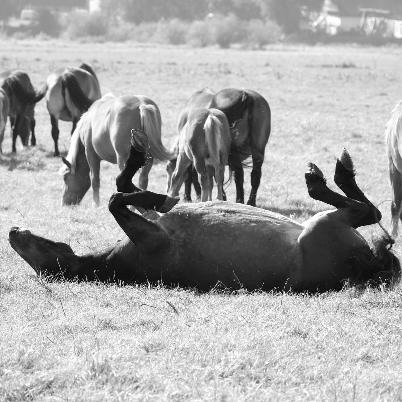 Risk Factors for Equine Parasite Infection