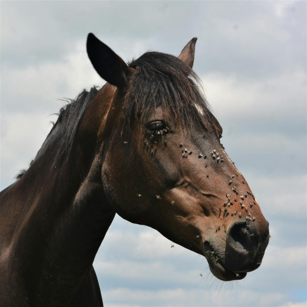 Monitoring and Management of Equine Parasite Infections