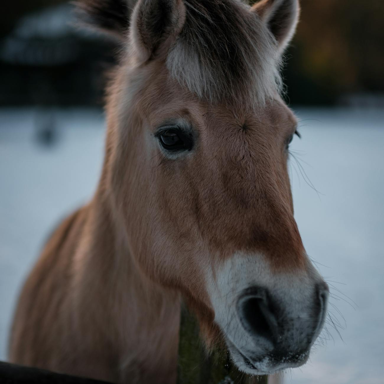 Developing an Equine Parasite Control Program