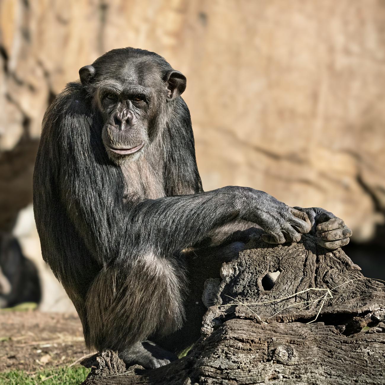Evolutionary Psychology Of Religion