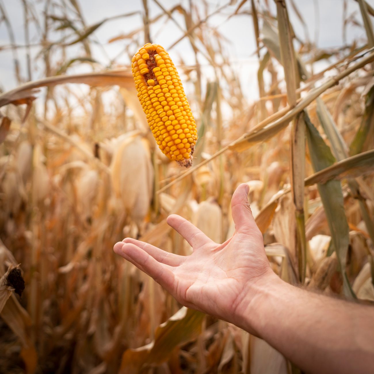 Microbial Risk Assessment for Crops