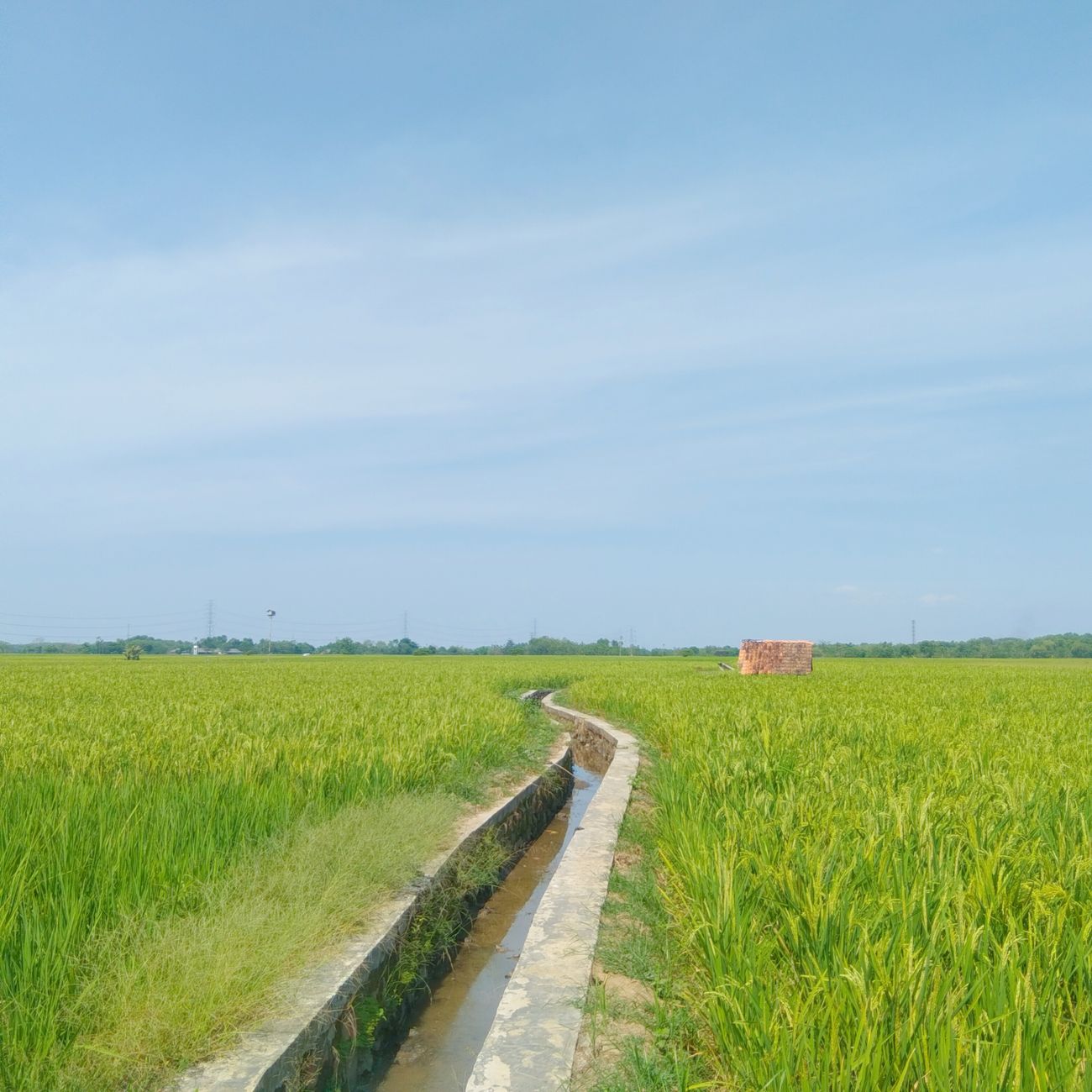 Pathogen Detection Techniques in Irrigation Systems