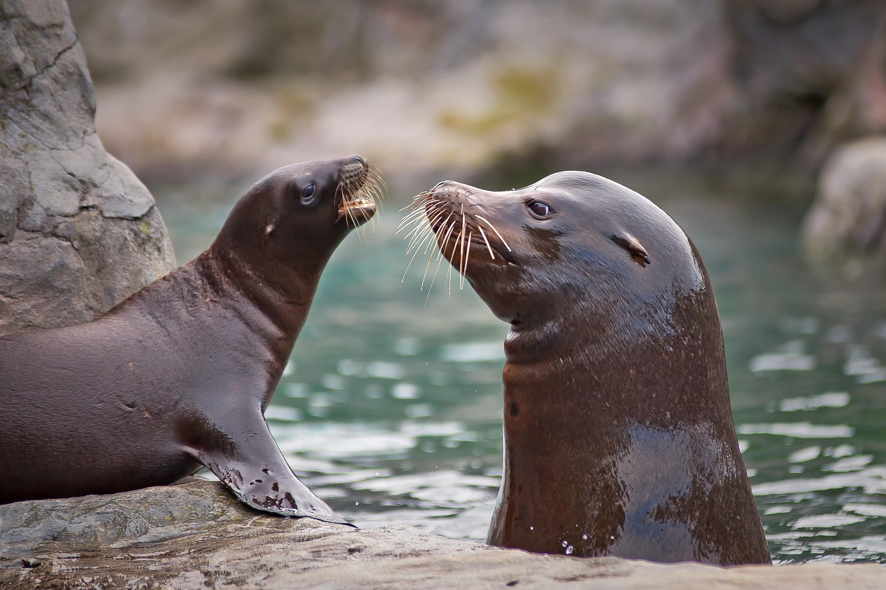 Environmental Impact Assessment for Marine Projects